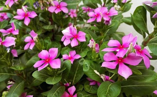 四季梅的花语与寓意（花开不败）