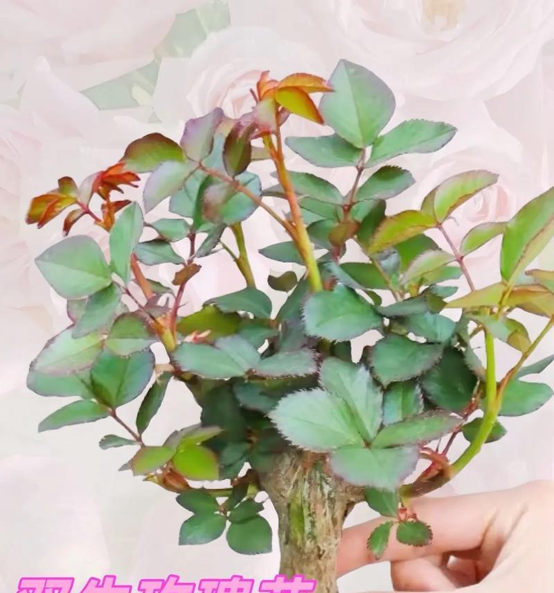 玫瑰花的结果实能力（揭开玫瑰花真正的秘密）