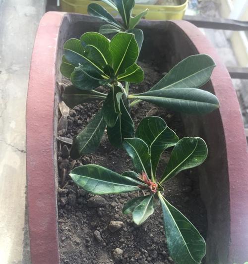 玫瑰花是否可以暴晒太阳（太阳底下的玫瑰花会受到什么影响）