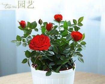 玫瑰花的耐寒性（了解玫瑰花耐寒温度的重要性与注意事项）