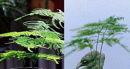 文竹（生命力顽强的文竹）