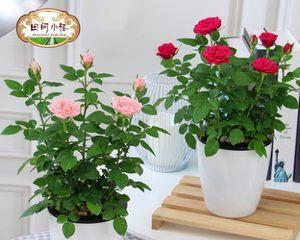 玫瑰花的开花时间（从芽到花）