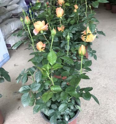 玫瑰花的开花时间（从芽到花）