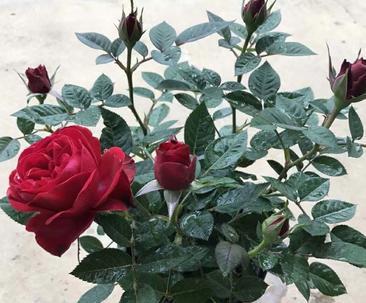 玫瑰花的四季开放之谜（探究玫瑰花四季开花原因）