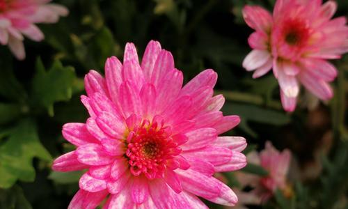 烟花菊的花语与寓意（绚丽多彩的烟花菊）