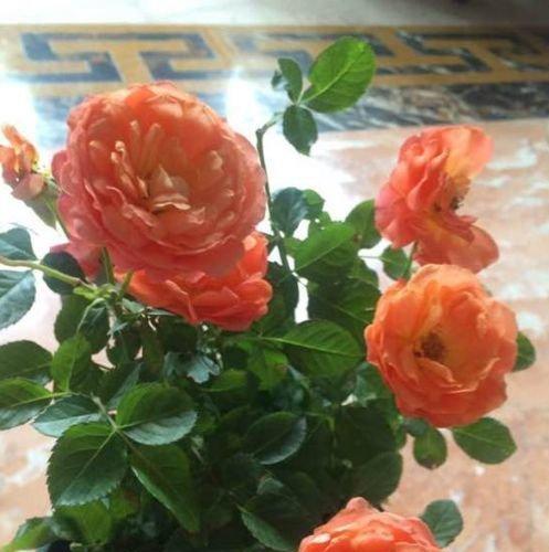 家里能养玫瑰花吗（玫瑰花有毒吗）