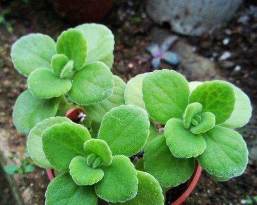 以一抹香开花（感受花开的绚烂）
