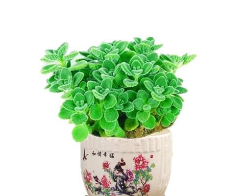 以一抹香开花（感受花开的绚烂）
