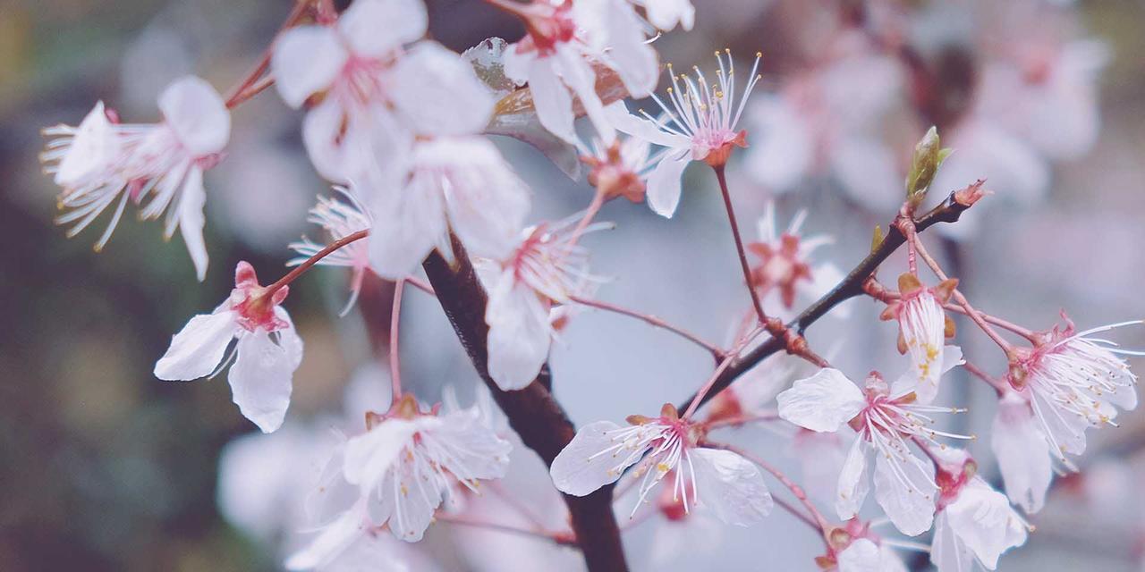 樱花之美（樱花盛开的季节）
