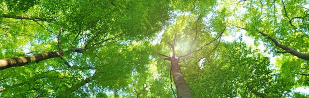 常绿硬叶林的叶片特点（解读植物世界中的"铁人"——硬叶林）
