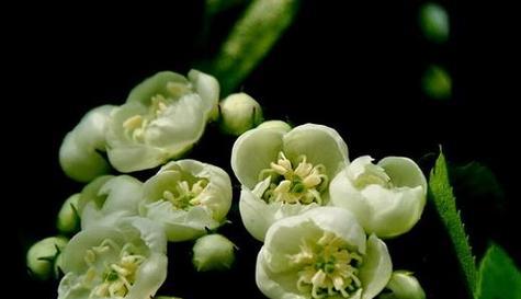 《花开代表你，花语诠释真我》（以不同的花语来展现你真正的自己）