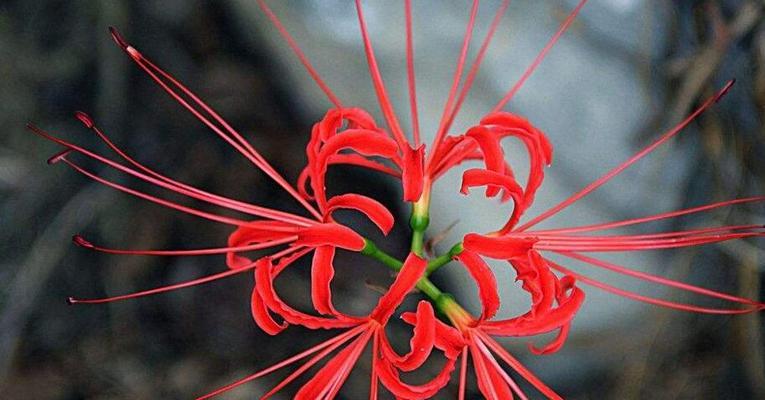 花语重逢（唤醒记忆）