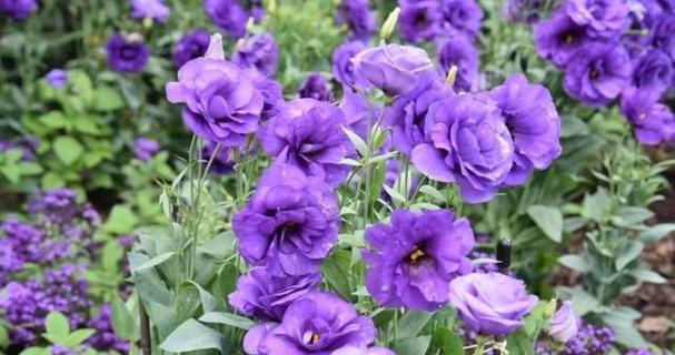 以自信为主题的花语（用花语传递自信力量）