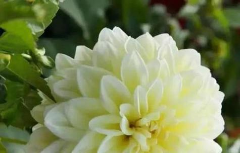 自由之花语（以花语解读自由的多重含义）