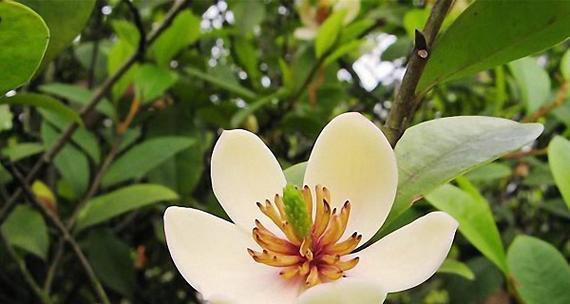 榆树花语与寓意——春天的希望与坚韧（以榆树为象征）