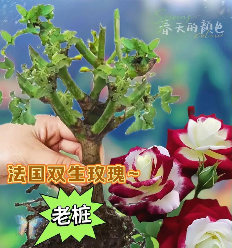 玫瑰老桩的养护和修剪（让您的玫瑰老桩焕发新生机）