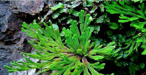 寓意坚强的植物（探索植物世界中的坚韧与希望）