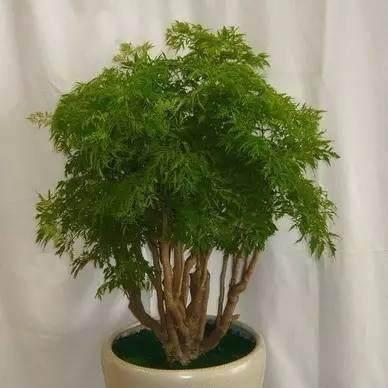 美丽花草的神奇力量（用植物的美好寓意点亮生活）
