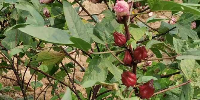 玫瑰茄种植攻略（掌握种植时间）