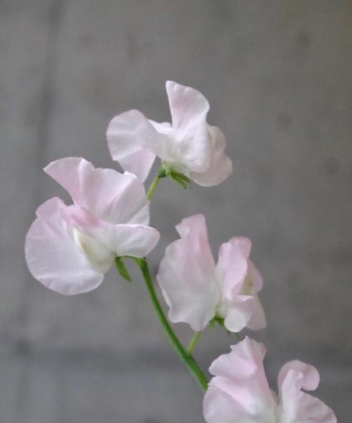 香堇花的美丽与意义（解读香堇花）
