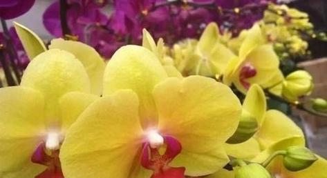 香堇花的美丽与意义（解读香堇花）