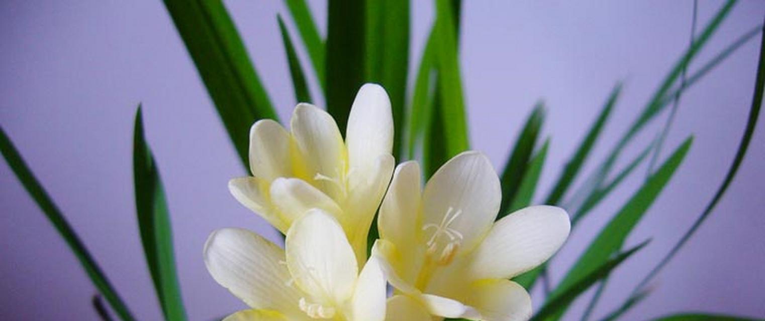 小苍兰的花语与传说（小苍兰的美丽与神秘）