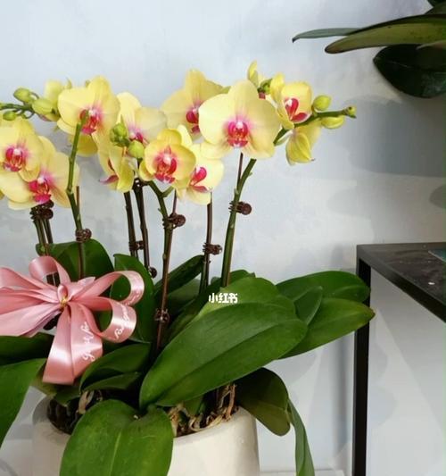 小蝴蝶兰（小蝴蝶兰传递的十二种花语）