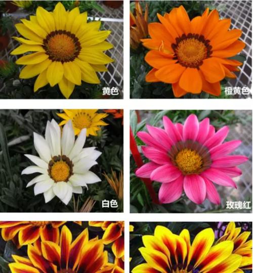 勋章菊花的花语及寓意（探寻勋章菊花的象征与意义）