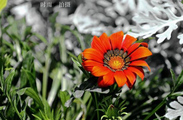 勋章菊花的花语及寓意（探寻勋章菊花的象征与意义）