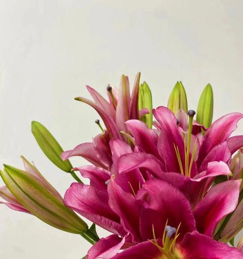 亚马逊百合的花语（用亚马逊百合传递心灵的温暖和纯洁的美丽）