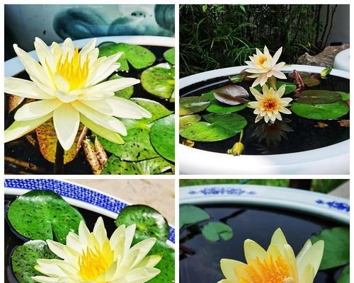 延药睡莲花语（揭秘延药睡莲的花语）