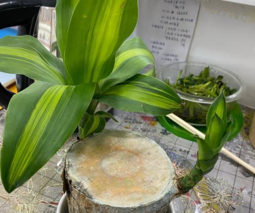 玫瑰水培和土培——哪种更好（探讨玫瑰水培和土培的优缺点及适用条件）