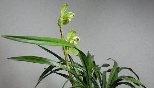 培养兰花的寓意与人生智慧（美丽盛放之路的探索与收获）