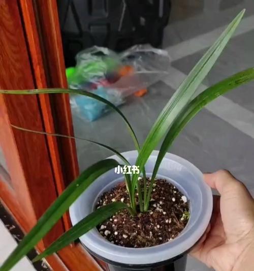 培养兰花的寓意与人生智慧（美丽盛放之路的探索与收获）
