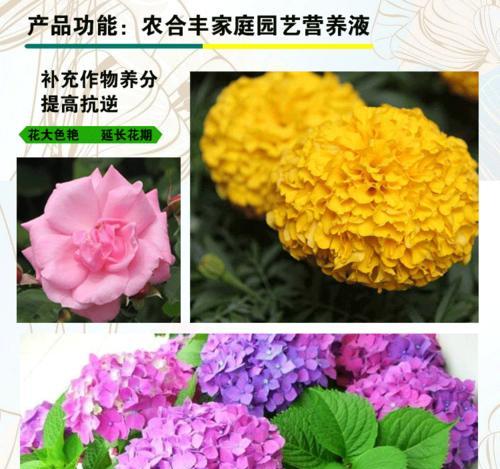 沙漠玫瑰喜肥（用什么肥料让它更茂盛）