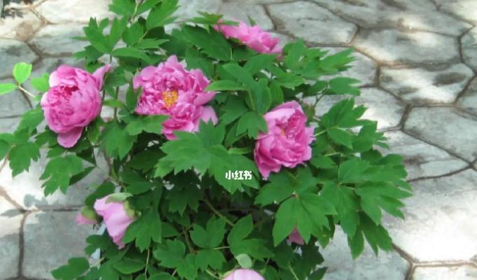 如何养护牡丹，打造绚丽花海（关注养护细节）