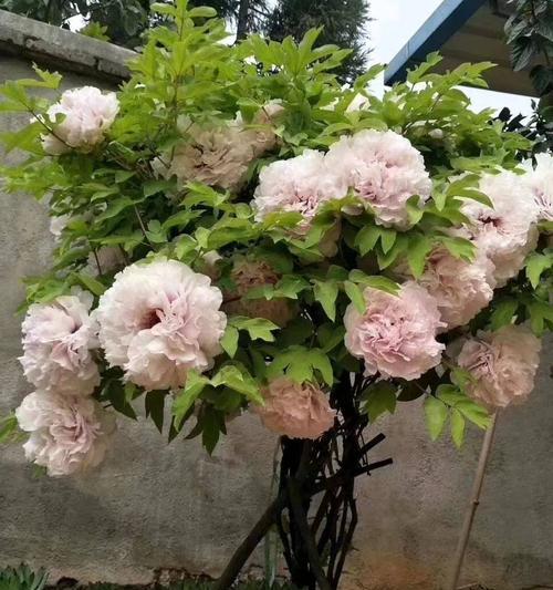 如何养护牡丹，打造绚丽花海（关注养护细节）