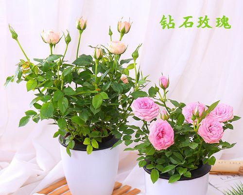 四季玫瑰开花时间（四季玫瑰的生长环境）