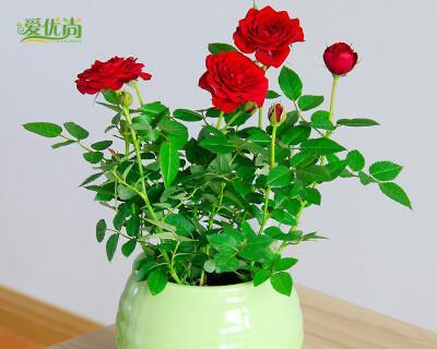 四季玫瑰开花时间（四季玫瑰的生长环境）