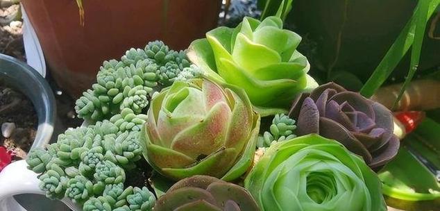 玫瑰过冬指南（保护你的花园美景）