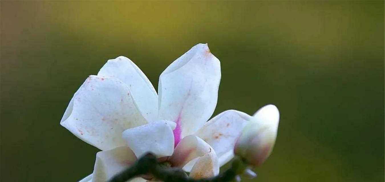 玉兰花的种类和花语（探索玉兰花的多样性与深层含义）