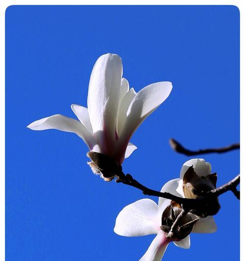 玉兰花的种类和花语（探索玉兰花的多样性与深层含义）