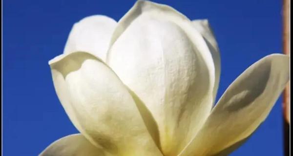 玉兰花的种类和花语（探索玉兰花的多样性与深层含义）