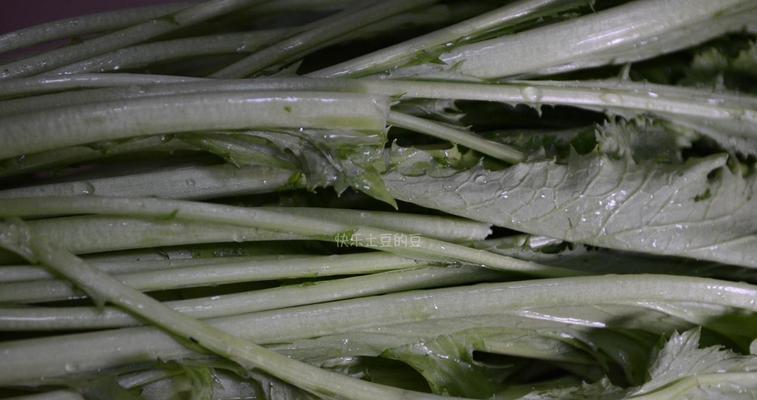 梅菜和酸菜（探究两种菜的区别与联系）