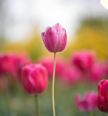 郁金香花语的深意（探索郁金香花语的美丽世界）
