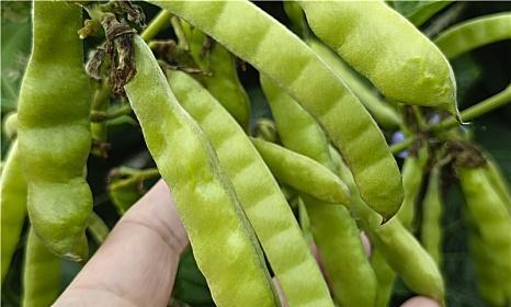 梅豆的最佳播种时间（掌握正确时间）