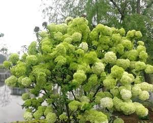 园林植物多样性的重要性（打造美丽园林的关键——园林植物多样性）