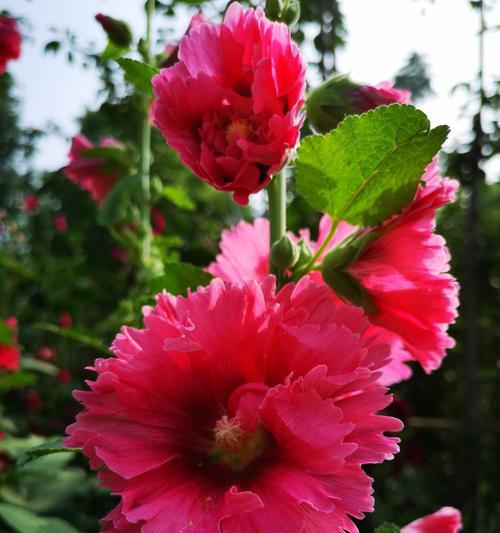 圆叶牵牛花的花语与美丽传说（神秘的花语与令人陶醉的美丽）