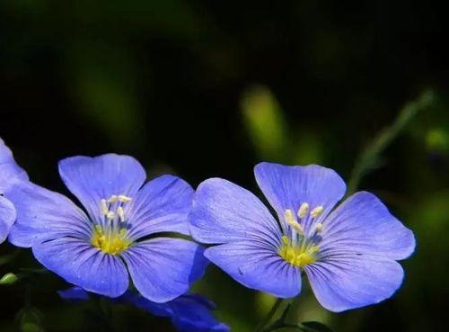 圆叶牵牛花的花语与美丽传说（神秘的花语与令人陶醉的美丽）