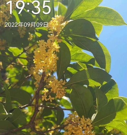 月桂花（月桂花的花语及寓意解读）